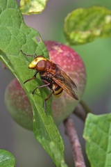 Volucella zonaria