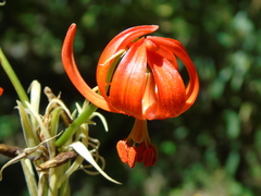 Lilium chalcedonicum