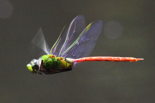 Comet Darner photo 4