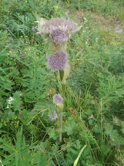 Sajanella monstrosa