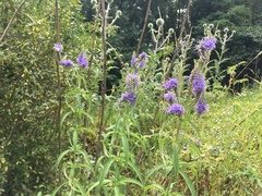 Veronica longifolia longifolia