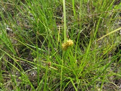 Carex lutea