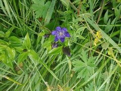 Gentiana dschungarica