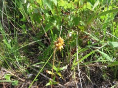 Carex lutea