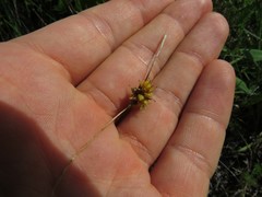Carex lutea