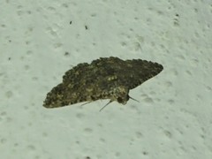 Polydesma boarmoides