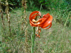 Lilium chalcedonicum