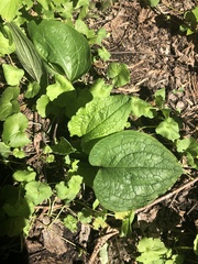 Smilax ecirrhata