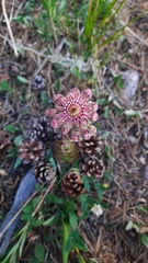 Sempervivum caucasicum