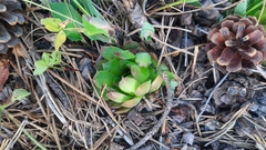 Sempervivum caucasicum