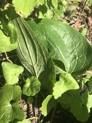 Smilax ecirrhata