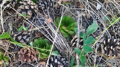 Sempervivum caucasicum