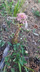Sempervivum caucasicum