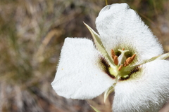 Calochortus howellii