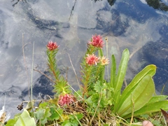 Rhodiola algida