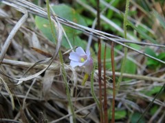 Pinguicula pumila