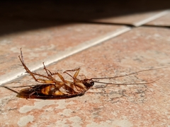 Periplaneta americana