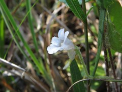 Pinguicula pumila