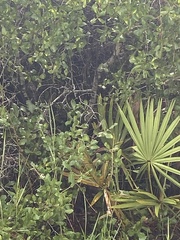 Pipilo erythrophthalmus