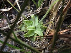 Pinguicula pumila