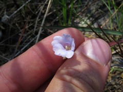 Pinguicula pumila