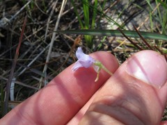 Pinguicula pumila