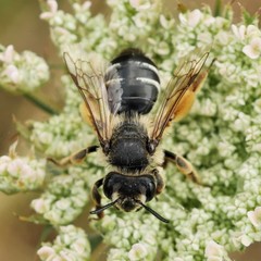 Andrena gravida
