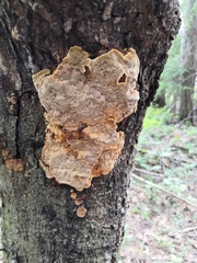 Phellinus abietis