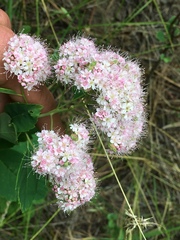 Spiraea × pyramidata