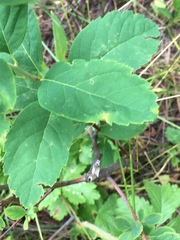 Spiraea × pyramidata