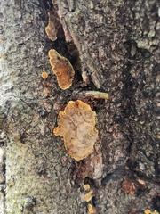 Phellinus abietis