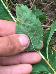Spiraea × pyramidata