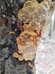 Phellinus abietis