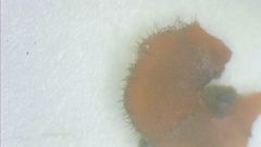 Scutellinia vitreola