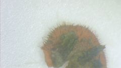 Scutellinia vitreola