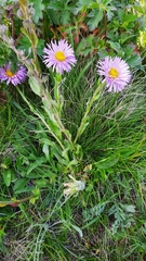 Erigeron caucasicus venustus