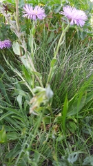 Erigeron caucasicus venustus