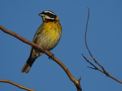 Spindalis portoricensis
