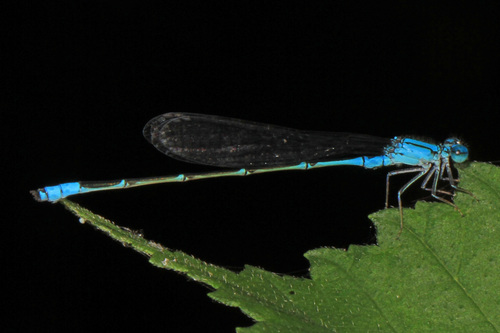 Slender Bluet photo 3