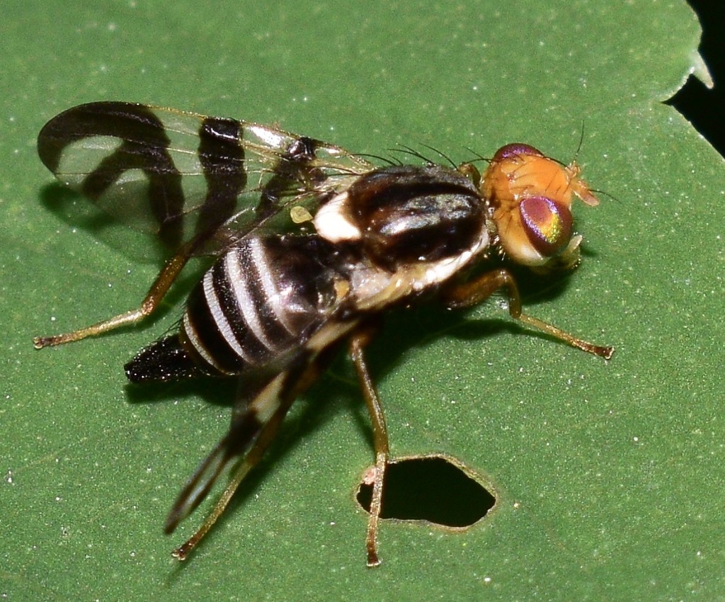 Rhagoletis striatella