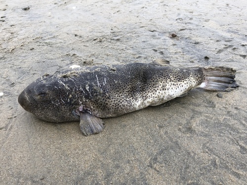 Ringkogelvis (Sphoeroides annulatus) — Tetraodontidae — 3