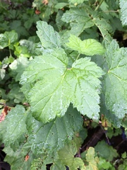 Ribes hudsonianum