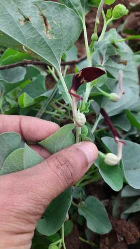 Aristolochia bracteolata, photograph 2