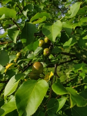 Pyrus ussuriensis