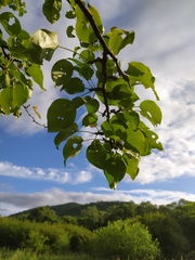 Pyrus ussuriensis