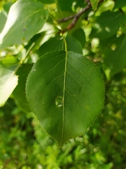 Pyrus ussuriensis