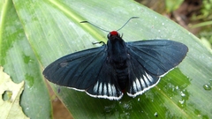 Pyrrhopyge aziza aziza