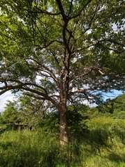 Pyrus ussuriensis