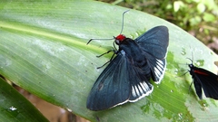 Pyrrhopyge aziza aziza