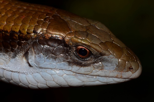 Kalahari Plated Lizard, Gerrhosaurus auritus